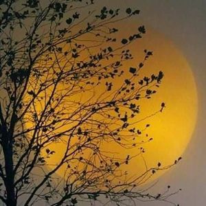 Meet your Posher, Bertha